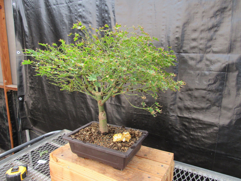 52 Year Old Dwarf Japanese Maple Bonsai Tree Side