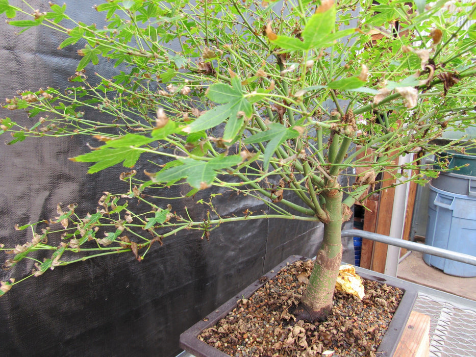 52 Year Old Dwarf Japanese Maple Bonsai Tree Slim Profile