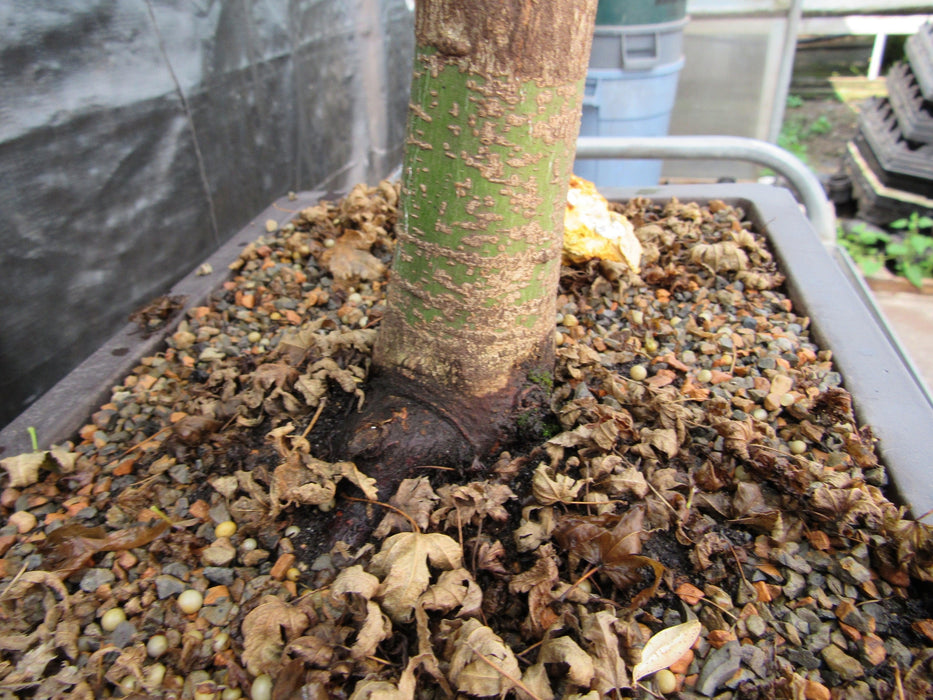 52 Year Old Dwarf Japanese Maple Bonsai Tree Trunk