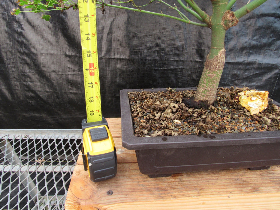 52 Year Old Dwarf Japanese Maple Bonsai Tree Tall