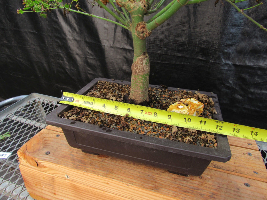 52 Year Old Dwarf Japanese Maple Bonsai Tree Size