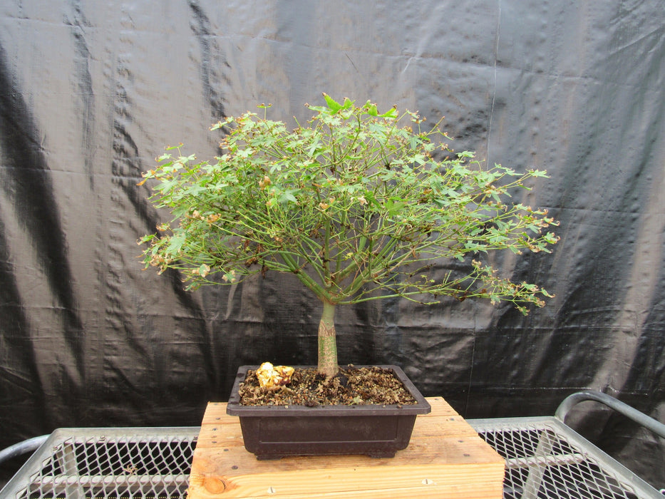 52 Year Old Dwarf Japanese Maple Bonsai Tree Profile