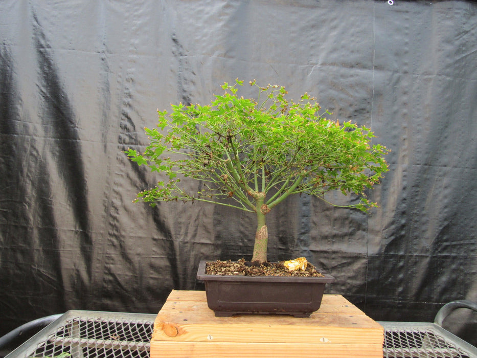 52 Year Old Dwarf Japanese Maple Bonsai Tree 52 Year Old Dwarf Japanese Maple Bonsai Tree Straight