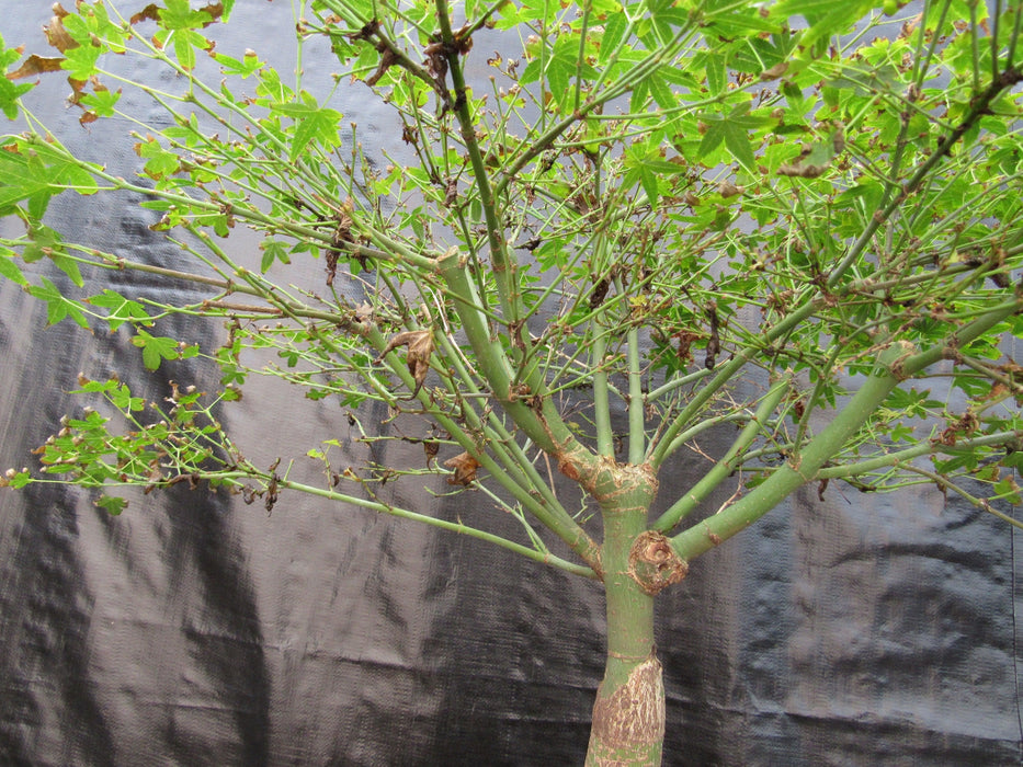 52 Year Old Dwarf Japanese Maple Bonsai Tree Branches