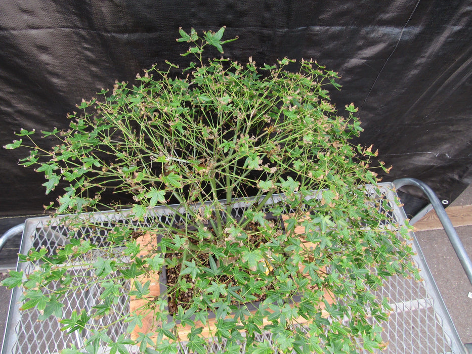 52 Year Old Dwarf Japanese Maple Bonsai Tree Top Down