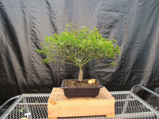 chinese maple bonsai tree 52 Year Old Dwarf Japanese Maple Bonsai Tree