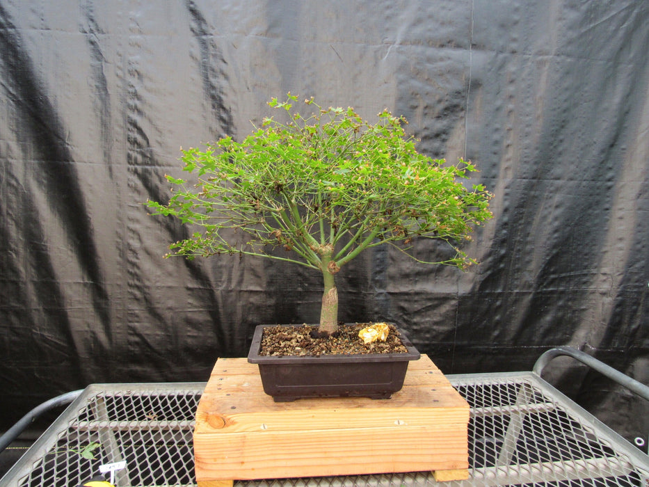 52 Year Old Dwarf Japanese Maple Bonsai Tree