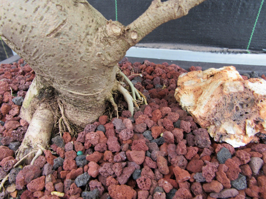 52 Year Old Flowering Ligustrum Specimen Curved Tier Bonsai Tree