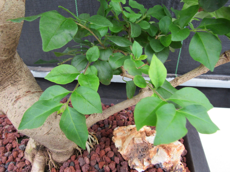 52 Year Old Flowering Ligustrum Specimen Curved Tier Bonsai Tree