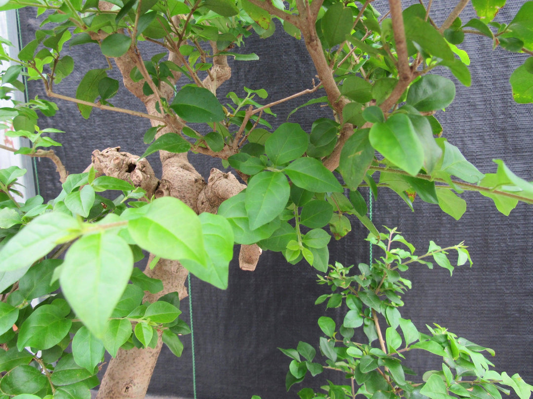 52 Year Old Flowering Ligustrum Specimen Curved Tier Bonsai Tree