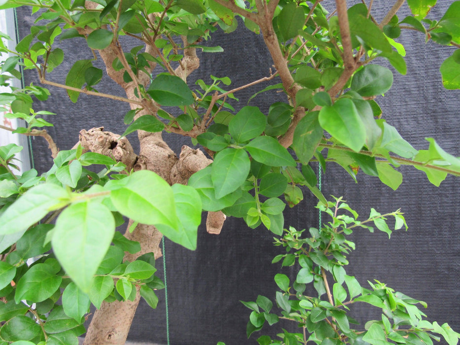 52 Year Old Flowering Ligustrum Specimen Curved Tier Bonsai Tree