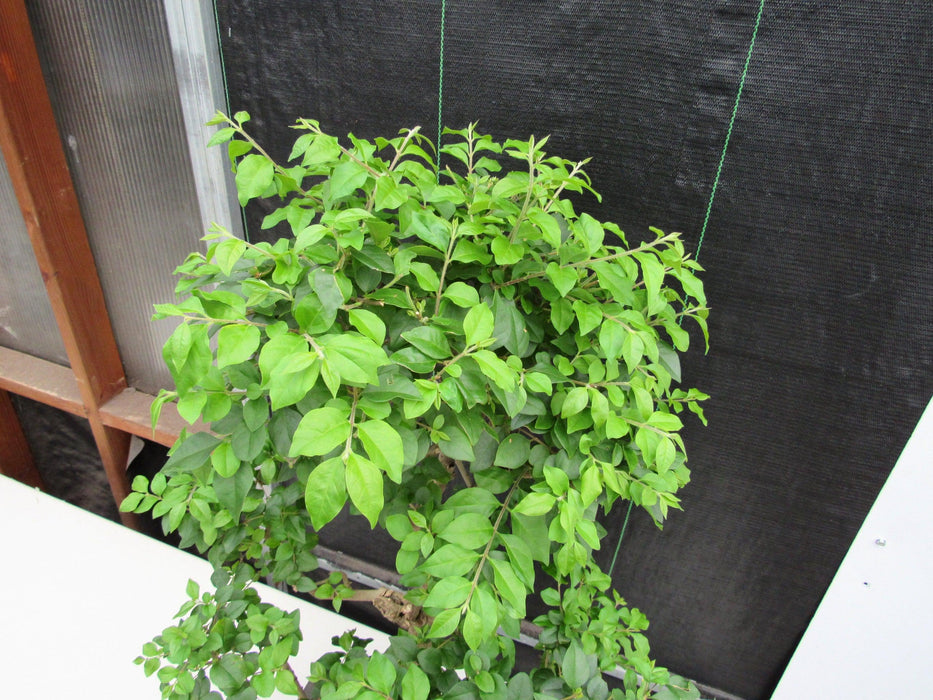 52 Year Old Flowering Ligustrum Specimen Curved Tier Bonsai Tree