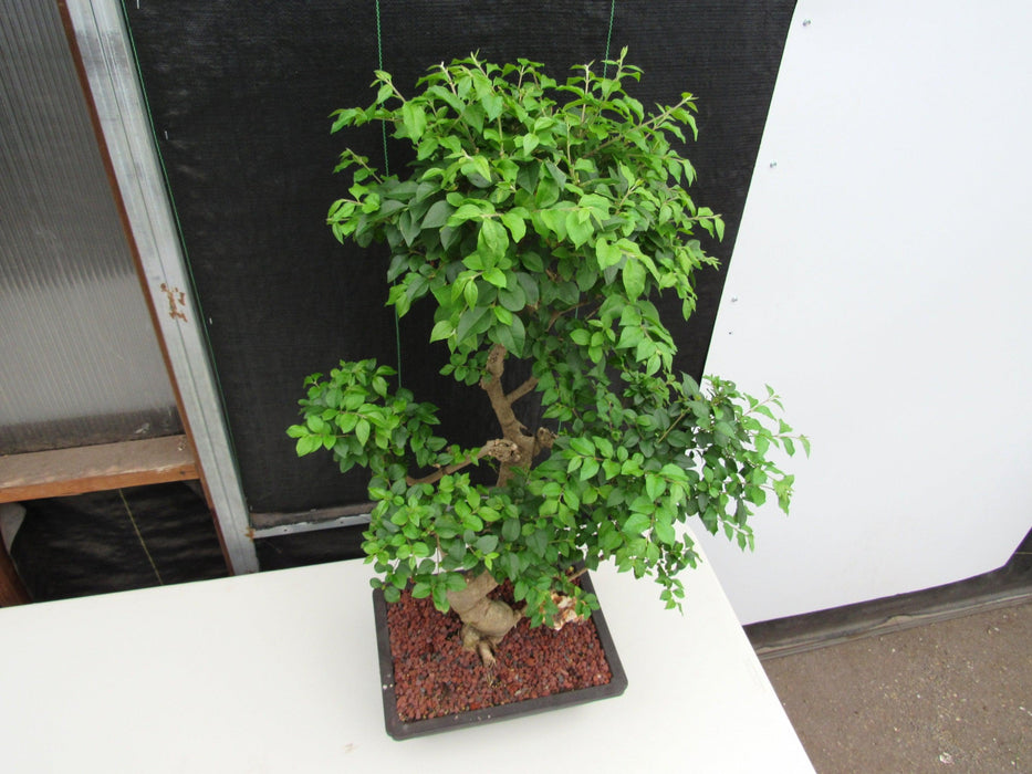 52 Year Old Flowering Ligustrum Specimen Curved Tier Bonsai Tree