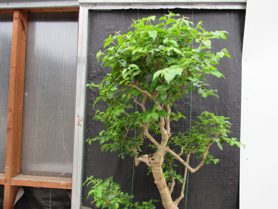 52 Year Old Flowering Ligustrum Specimen Curved Tier Bonsai Tree