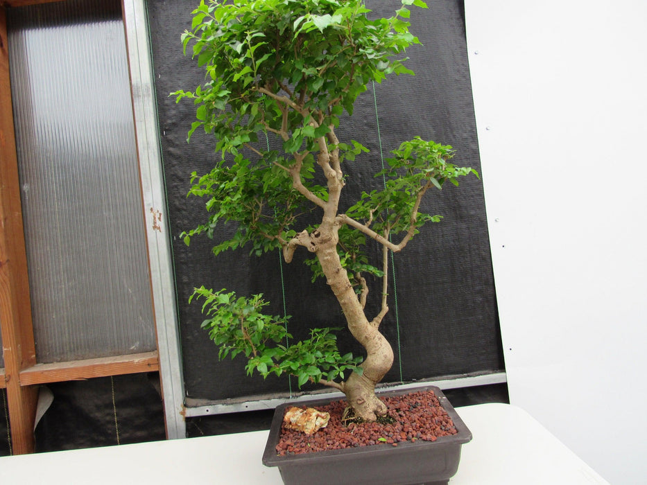 52 Year Old Flowering Ligustrum Specimen Curved Tier Bonsai Tree