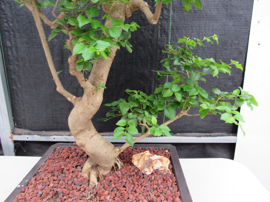 52 Year Old Flowering Ligustrum Specimen Curved Tier Bonsai Tree