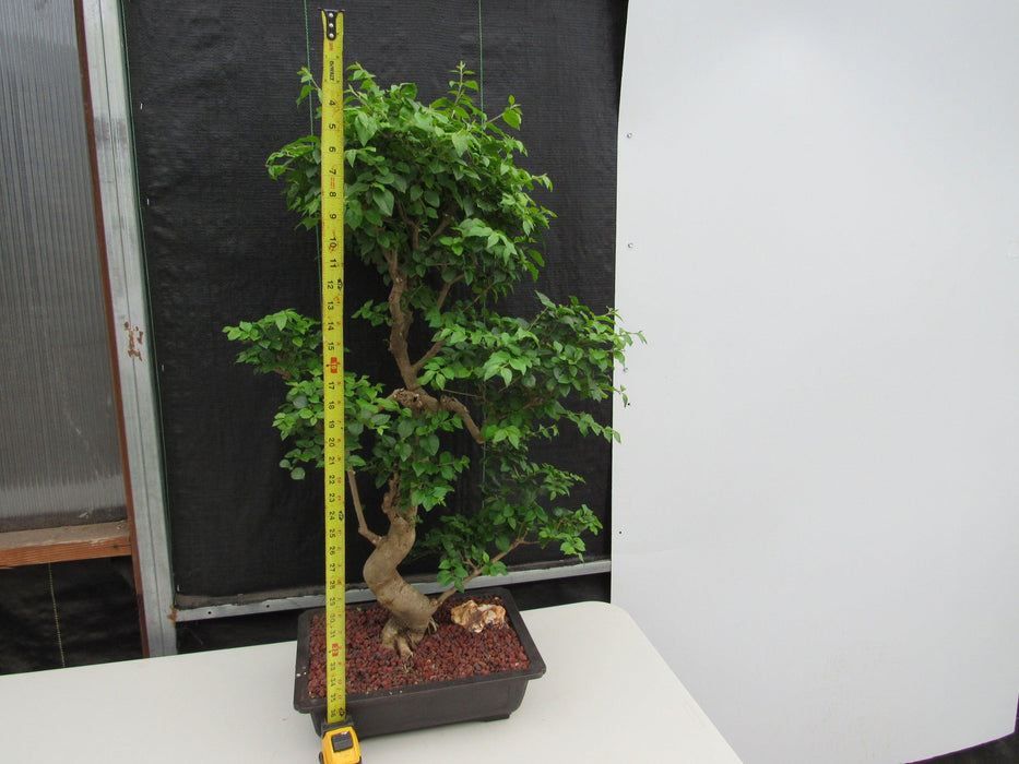 52 Year Old Flowering Ligustrum Specimen Curved Tier Bonsai Tree