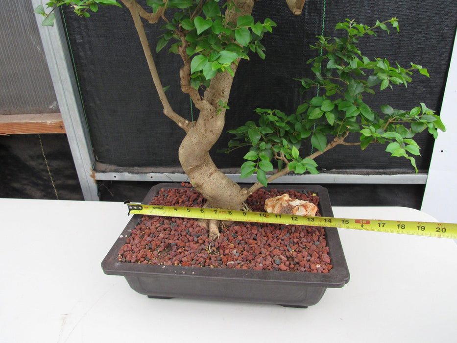 52 Year Old Flowering Ligustrum Specimen Curved Tier Bonsai Tree