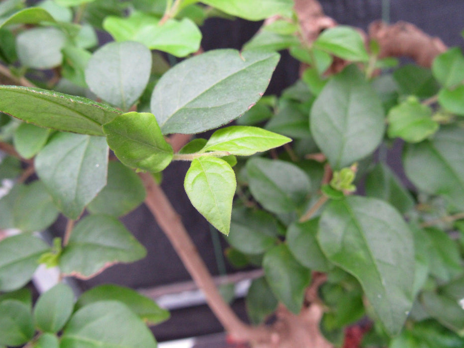 52 Year Old Flowering Ligustrum Specimen Curved Tier Bonsai Tree