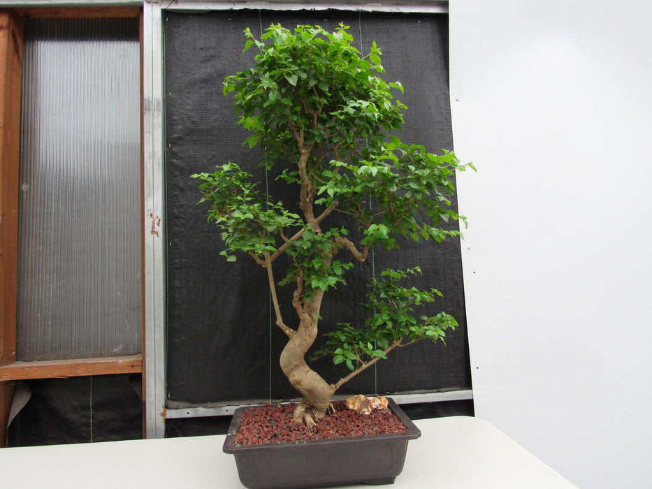 52 Year Old Flowering Ligustrum Specimen Curved Tier Bonsai Tree Profile