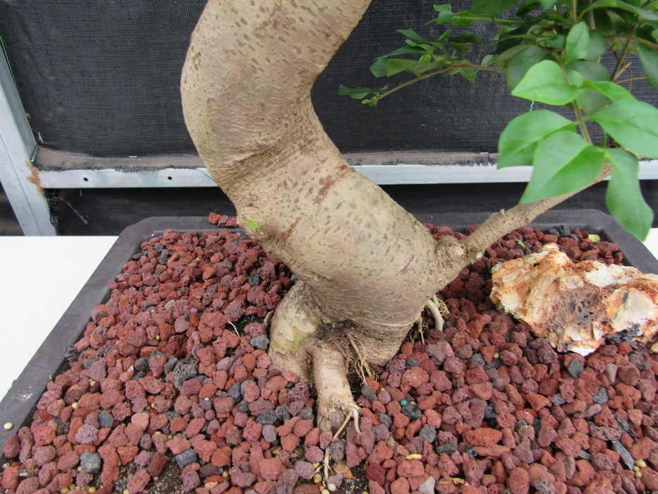 52 Year Old Flowering Ligustrum Specimen Curved Tier Bonsai Tree