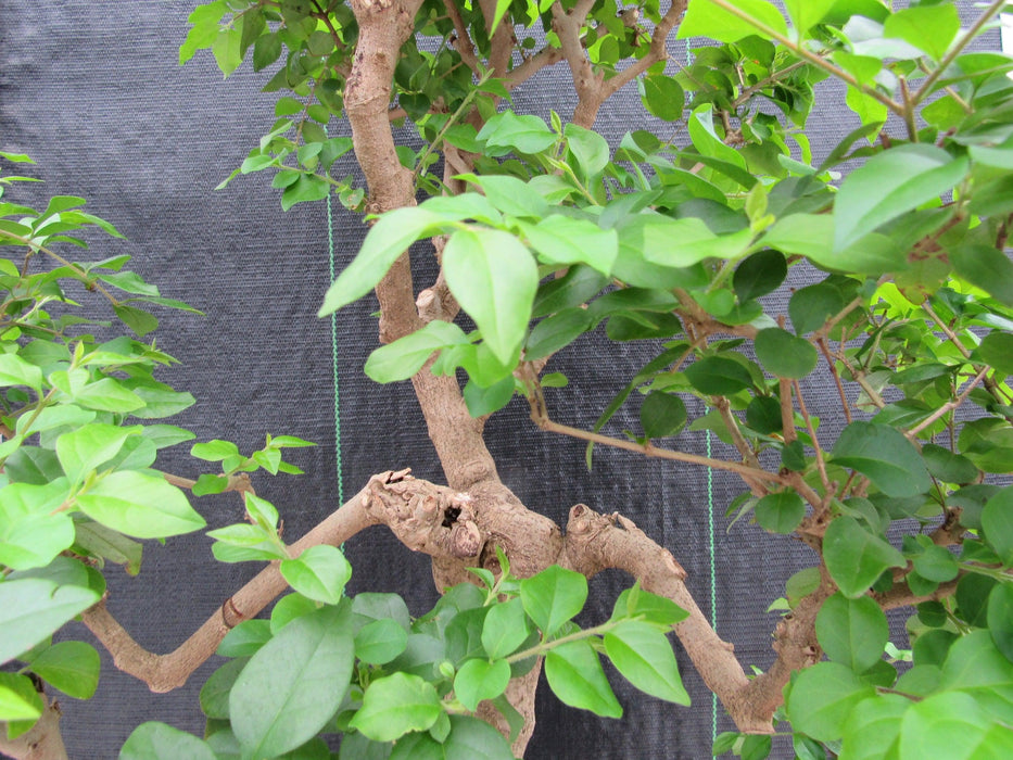 52 Year Old Flowering Ligustrum Specimen Curved Tier Bonsai Tree