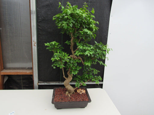 52 Year Old Flowering Ligustrum Specimen Curved Tier Bonsai Tree