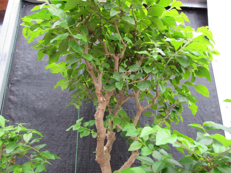 52 Year Old Flowering Ligustrum Specimen Curved Tier Bonsai Tree