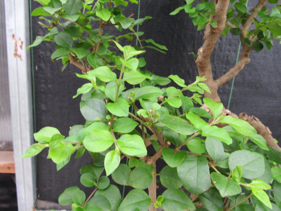 52 Year Old Flowering Ligustrum Specimen Curved Tier Bonsai Tree