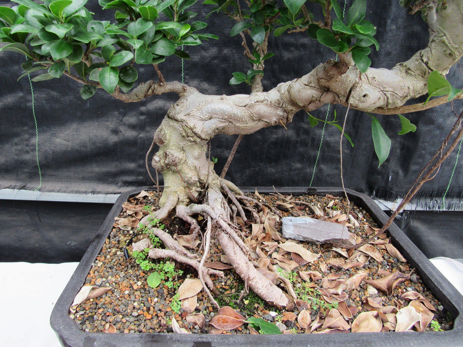 52 Year Old Fruiting Green Emerald Ficus Specimen Bonsai Tree - Literati Style Center