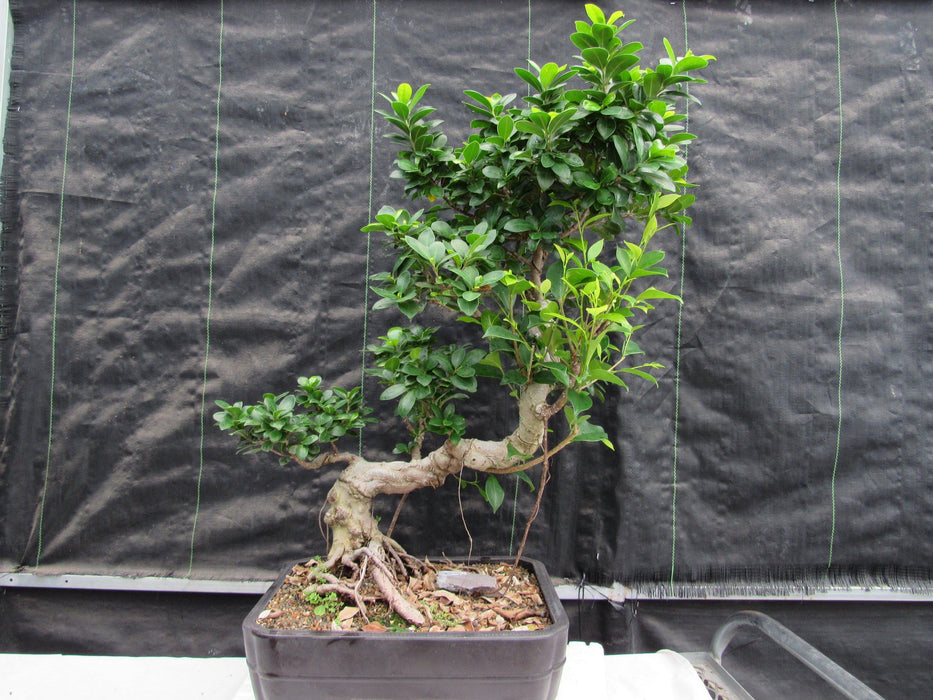 52 Year Old Fruiting Green Emerald Ficus Specimen Bonsai Tree - Literati Style Profile