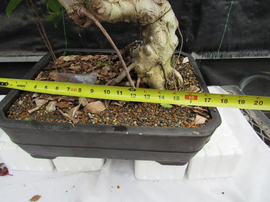 52 Year Old Fruiting Green Emerald Ficus Specimen Bonsai Tree - Literati Style Size