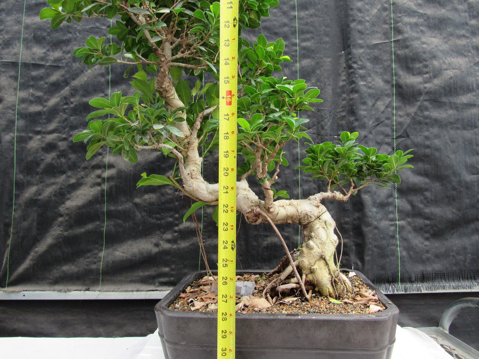 52 Year Old Fruiting Green Emerald Ficus Specimen Bonsai Tree - Literati Style Height