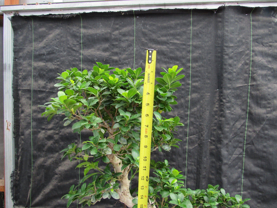 52 Year Old Fruiting Green Emerald Ficus Specimen Bonsai Tree - Literati Style Tall