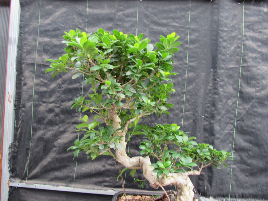 52 Year Old Fruiting Green Emerald Ficus Specimen Bonsai Tree - Literati Style Top