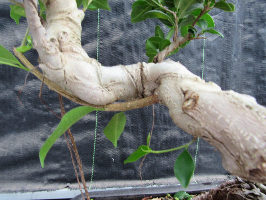 52 Year Old Fruiting Green Emerald Ficus Specimen Bonsai Tree - Literati Style Tier