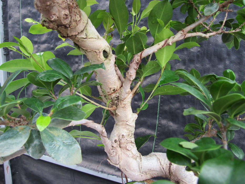 52 Year Old Fruiting Green Emerald Ficus Specimen Bonsai Tree - Literati Style Layer