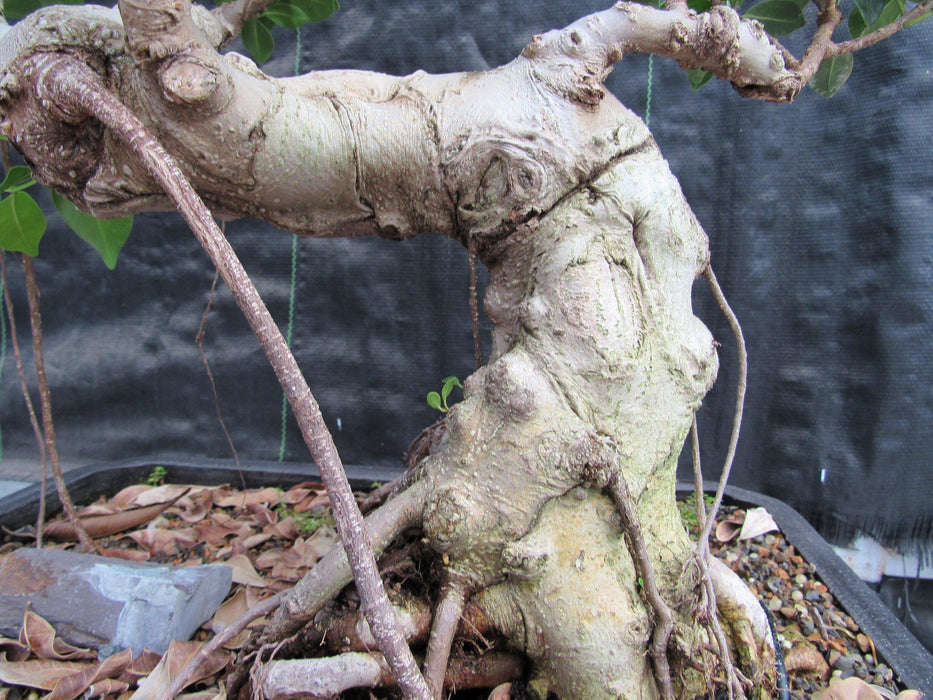 52 Year Old Fruiting Green Emerald Ficus Specimen Bonsai Tree - Literati Style Trunk