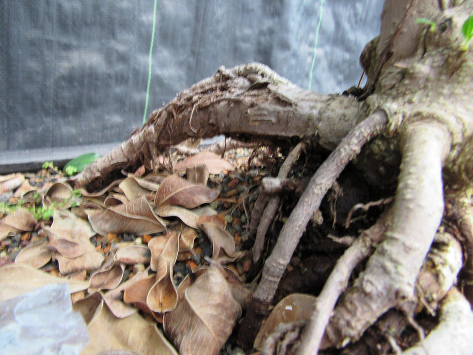 52 Year Old Fruiting Green Emerald Ficus Specimen Bonsai Tree - Literati Style Roots