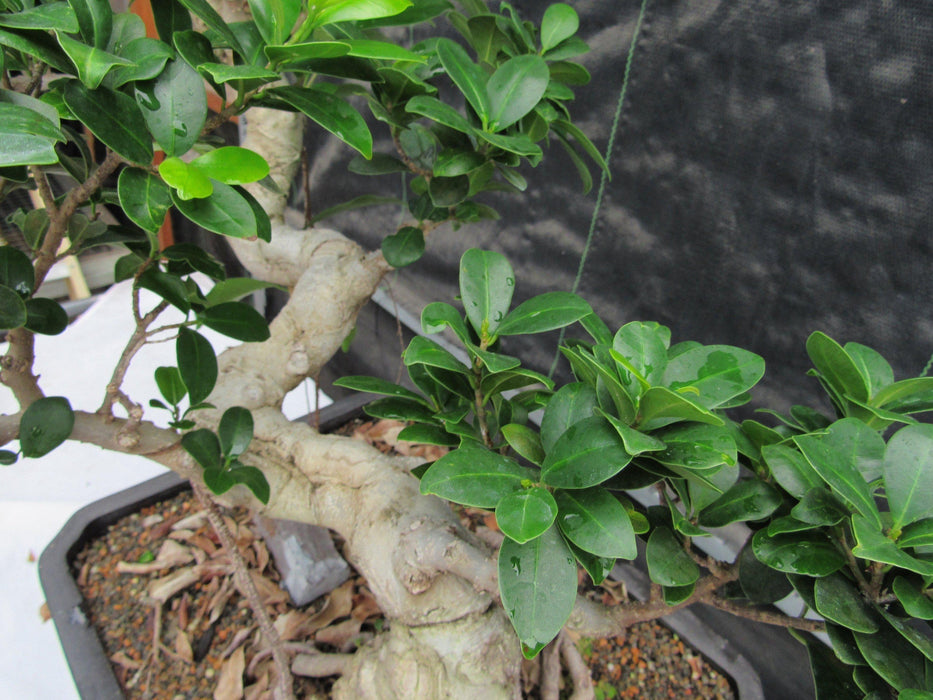 52 Year Old Fruiting Green Emerald Ficus Specimen Bonsai Tree - Literati Style Foliage