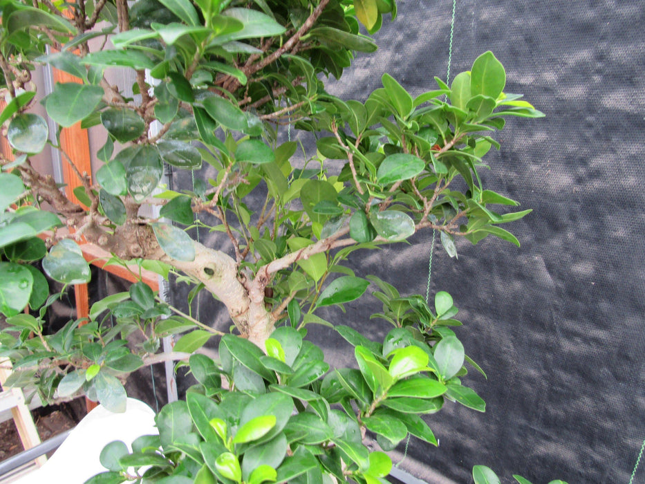 52 Year Old Fruiting Green Emerald Ficus Specimen Bonsai Tree - Literati Style Leaves