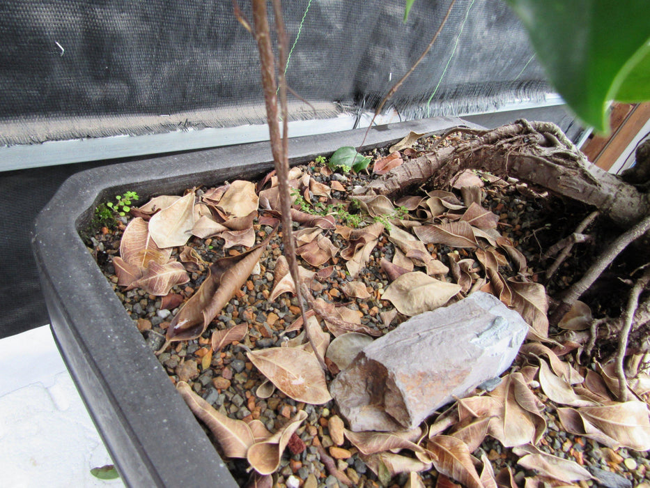 52 Year Old Fruiting Green Emerald Ficus Specimen Bonsai Tree - Literati Style Air Roots