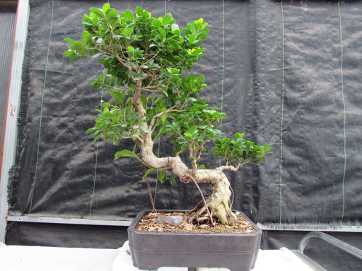 52 Year Old Fruiting Green Emerald Ficus Specimen Bonsai Tree - Literati Style