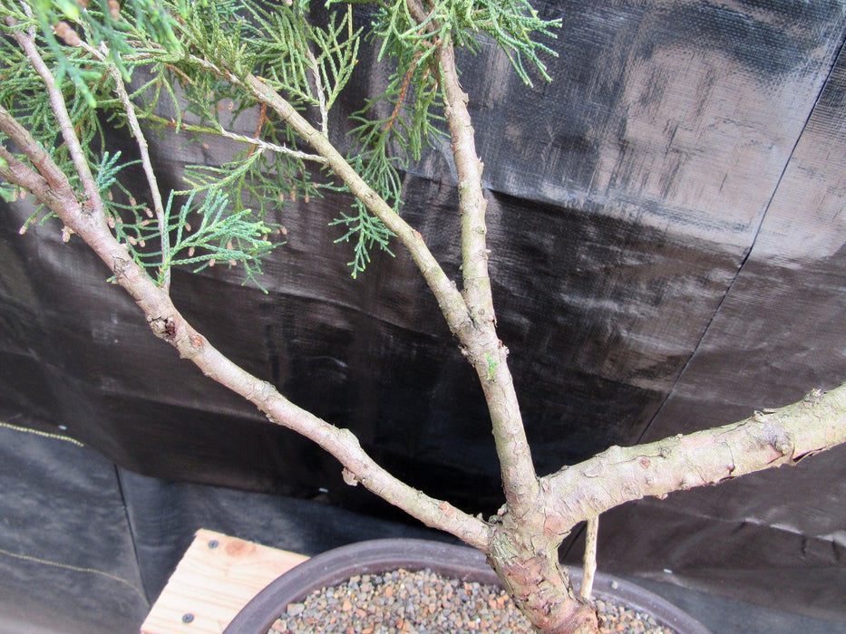 52 Year Old Golden Joy Shimpaku Chinese Juniper Specimen Bonsai Tree Literati Style Curve