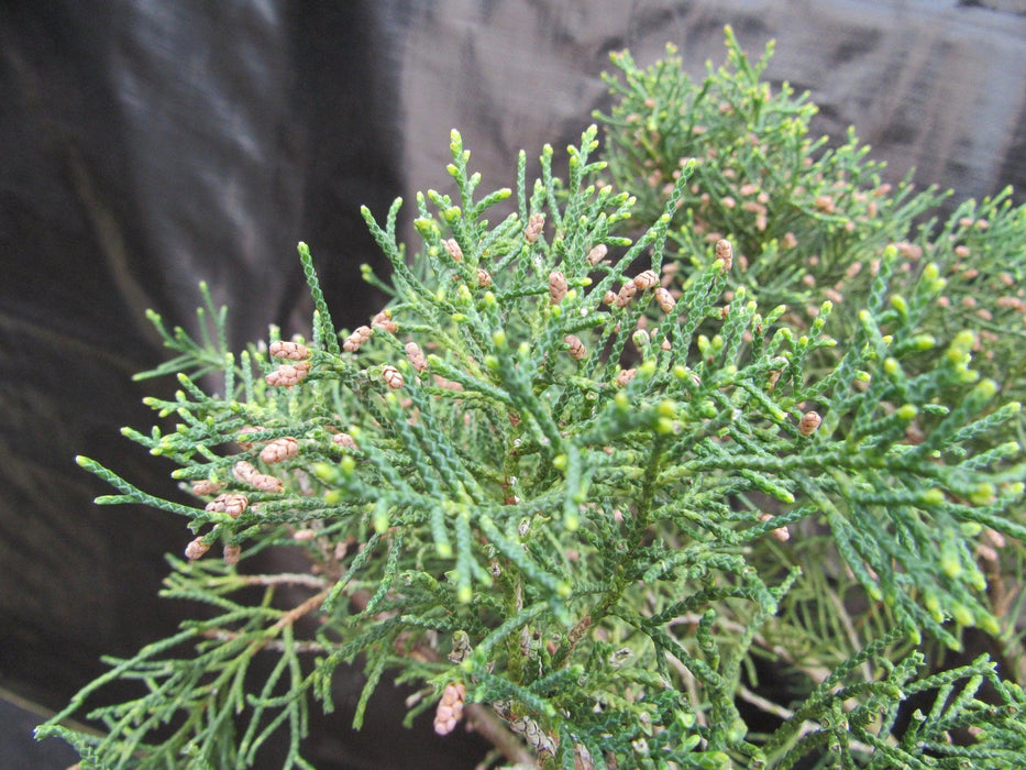 52 Year Old Golden Joy Shimpaku Chinese Juniper Specimen Bonsai Tree Literati Style Foliage