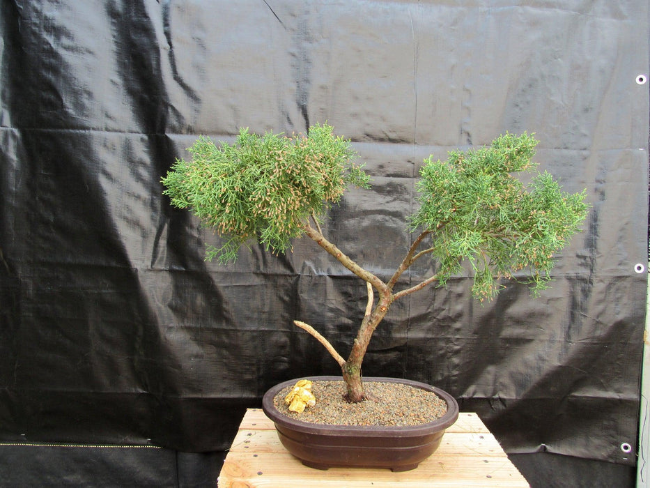 52 Year Old Golden Joy Shimpaku Chinese Juniper Specimen Bonsai Tree Literati Style Back