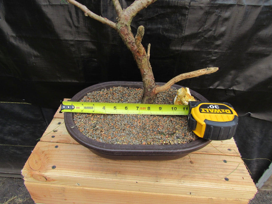 52 Year Old Golden Joy Shimpaku Chinese Juniper Specimen Bonsai Tree Literati Style Width