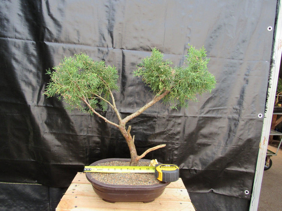 52 Year Old Golden Joy Shimpaku Chinese Juniper Specimen Bonsai Tree Literati Style Size