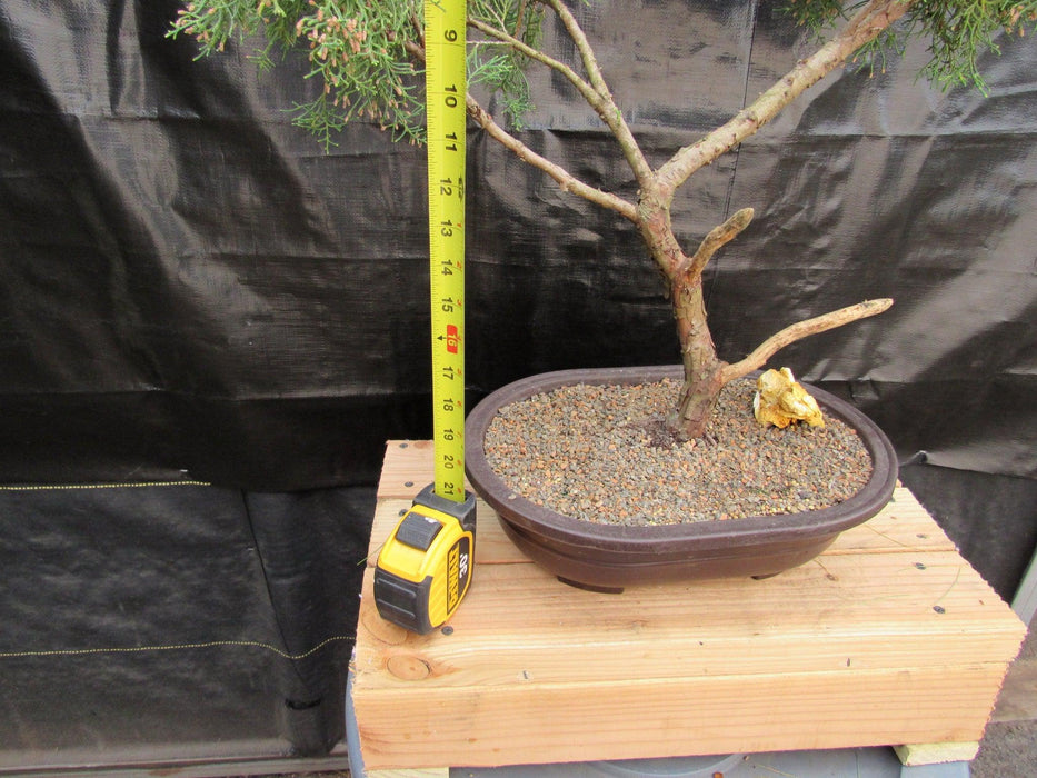 52 Year Old Golden Joy Shimpaku Chinese Juniper Specimen Bonsai Tree Literati Style Height