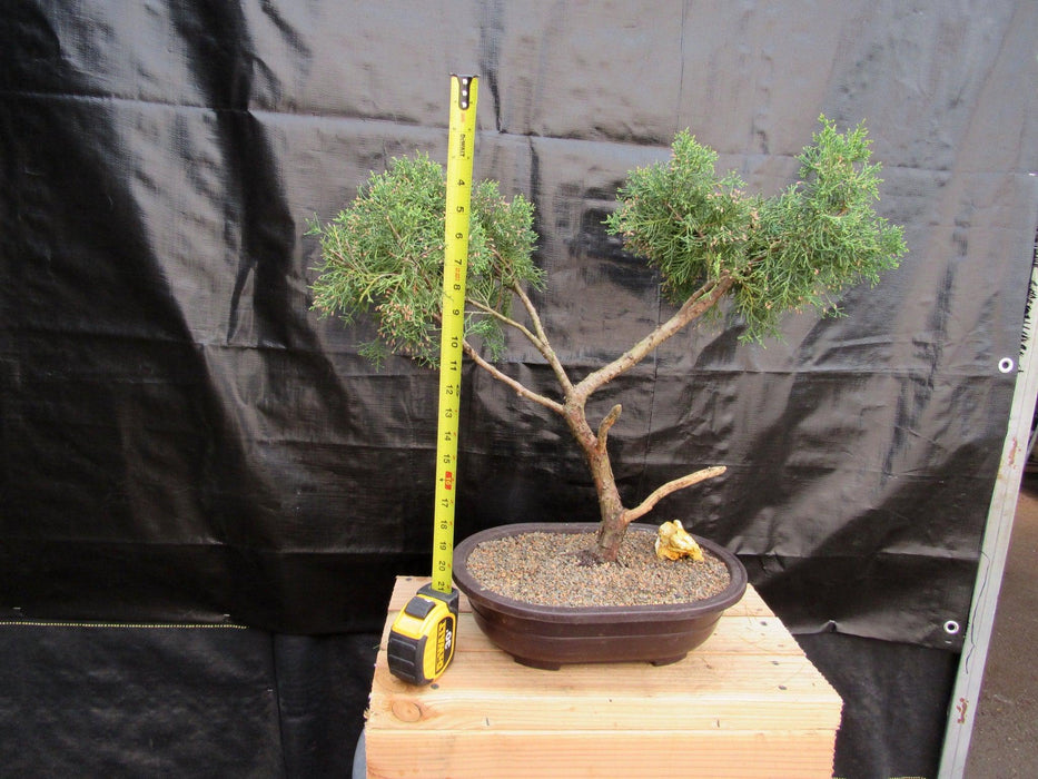 52 Year Old Golden Joy Shimpaku Chinese Juniper Specimen Bonsai Tree Literati Style Tall